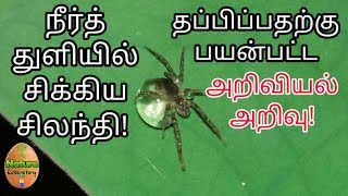 சிலந்தி பூச்சிக்கு இவ்வளவு அறிவா | எட்டுக்கால் பூச்சி வலை | பூச்சிக்கொல்லி | science tamil