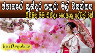 ජපානයේ සුන්දර සකුරා වසන්තය පිළිබඳ ඔබ කිසිදා නොඇසූ දේවල් 6ක් / Cherry Blossom in Japan