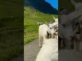 i am invisible 🫥😂 switzerland nature travel youtubeshorts shortsvideo goats funnyanimals