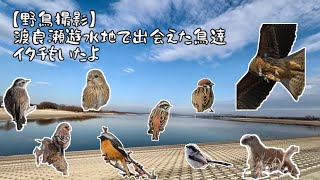 【野鳥撮影】渡良瀬遊水地で出会えた鳥たち