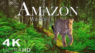 Amazon Wildlife In 4K - Animals That Call The Jungle Home | Amazon Rainforest |