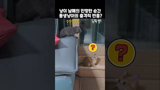 냥이 남매의 민망한 순간! 동생냥이의 충격적인 반응?!