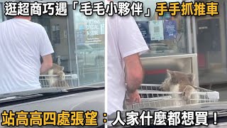 逛超商巧遇「毛毛小夥伴」手手抓推車 站高高四處張望：人家什麼都想買！|狗狗故事|狗與無尾熊