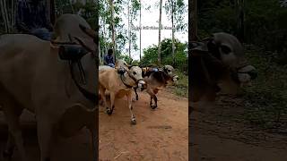 Ongole gittalu | powerful Ongole bulls | M.I.D Ongole bulls Dheera Rana | Bullock cart pulling bulls