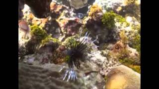 The Lionfish Invades Jamaica