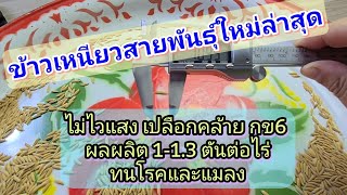 ข้าวเหนียวสายพันธุ์ใหม่ ไม่ไวแสง เปลือกคล้าย กข6 ผลผลิต 1-1.3ตันต่อไร่ ทนโรคและแมลง