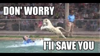 TIGER SAVES man FROM LEOPARD ATTACK
