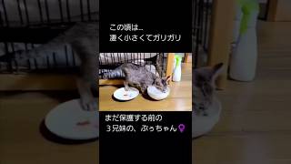 【保護猫】ガリガリの子猫、一生懸命 水を飲む。 かわいい。so cute , drinking water of thin kitten.　#にゃんず　#水を飲む子猫　#かわいい子猫　#shorts