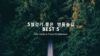 걷고픈 명품 숲길 Best 5//숲길을 걸어요//숲길걷기