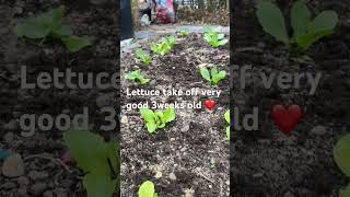 Lettuce សាឡាត់​ទេីប​បាន3អាទិត្យ​ ចាប់ផ្ដេីម​ដុះ​ល្អណាស់​#gardening #cambodia