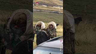 Tibetan Two Kids On Yak😳 #tibetan #cutekids #kidsvideo #kidsviral #kids #kidsplay #viralreel #shorts