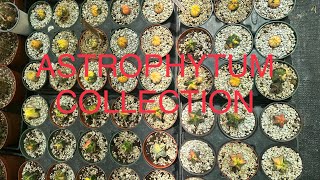 ASTROPHYTUM COLLECTION | FARM PRICES | ASTERIAS KITSUKOW VAR | MYRIOSTIGMA VAR | XUONG RONG SUU TAM