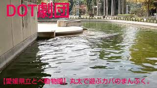 【愛媛県立とべ動物園】丸太で遊ぶカバのまんぷく。