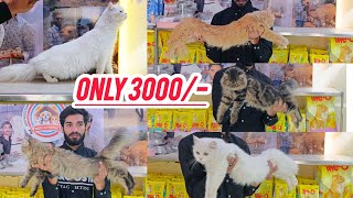 Top Quality Persian Cat's available | Pet's At home Hyderabad