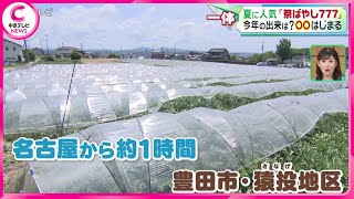 【祭ばやし７７７】 夏に人気　今年の出来は？　出荷はじまる　愛知・豊田市猿投地区