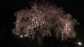 【4K Video】枝垂れ桜ライトアップ