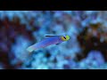 【30秒の海中動画】沖縄県 久米島 no.9 シコンハタタテハゼ helfrich s dartgoby. kumejima【full hd】