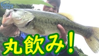 【デカバス連発！】まだ釣れる！春のジャークベイト！バス釣り