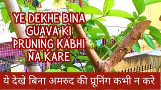 Amrud ki Pruning Kab kare Guava Ki hard pruning kaise Kare