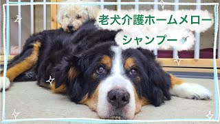 【老犬介護ホームメロー】お外でシャンプーしてさっぱり✨