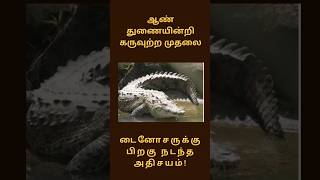 ஆண் துணையின்றி கருவுற்ற முதலை/ Virgin Birth Crocodile