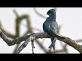 Breeding season begins for crested treeswifts