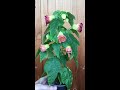 The Newest Abutilon Hybrid (ENG)