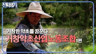 약초도 농사를 짓는다? 약초농사에 대하여 [진짜베기] 190620