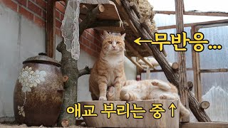 (ENG SUB)어른 고양이한테 치대는 꽁지