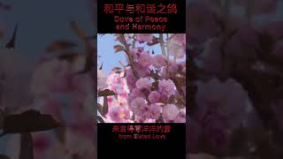 和平与和谐之鸽  来自得意洋洋的爱 Dove of Peace and Harmony from Elated Love full vid https://youtu.be/EXWsowaBwrk