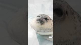 【まるすぎるアザラシ】 可愛すぎるワモンアザラシのアラレちゃん（Ringed seal :  Arare）#アザラシ #ワモンアザラシ #seal #ringedseal #animal