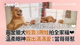 黃金獵犬輕靠3周娃拍全家福❤ 露溫柔眼神：當哥哥惹｜寵物｜狗｜寶寶