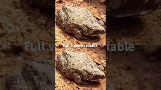 Frog | thavalai | தவளை | thavakalai | kappa | thavala | kappe | katak | frosch | grenouille