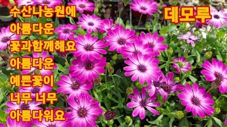 715회. 수산나농원에 5월의 아름다운 꽃과함께해요.