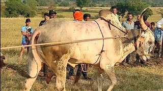 || Powerful Khillari Racing Bulls of Kuppatgiri and Modaga Running in Bailgada Sharyat || 2008 Feet