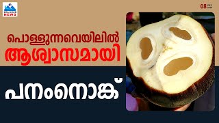 പൊള്ളുന്നവെയിലിൽ ആശ്വാസമായി പനംനൊങ്ക്