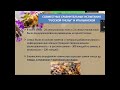 История Дальневосточной пчелы. russian bee.