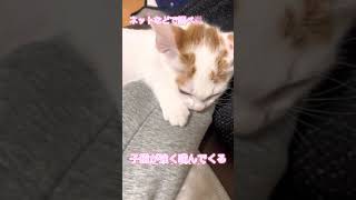 こねこが噛んできたときの対処法教えします。