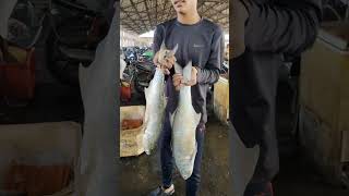 మాగ చేపలు |Indian Salmon Fish|Kakinada Fishing Harbour| Fisher's King YouTube Channel|