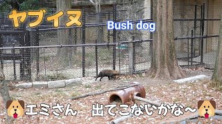 ヤブイヌ　🐶エミさん　出てこないかな～🐶（東山動植物園）Bush dog （Higashiyama Zoo and Botanical Garden in Nagoya city Japan）