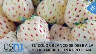 Huelva cultiva la fresa blanca, un fruto con cierto sabor a piña muy demandado en Japón