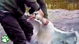 Brave Man Removes Plastic Ring from Swan