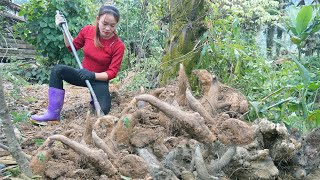 Harvesting Underground Wild Tuber And Use 3-wheeled Vehicle Goes To School Gate For Sell