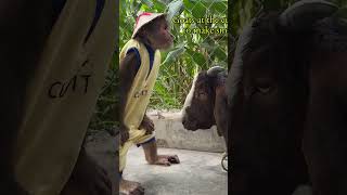 OMG ! CUTIS intends to go out#cutis #monkey #shortvideo