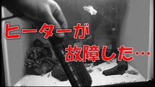 ヒーターの故障でお魚が…