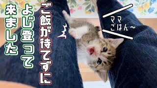 【保護猫】ご飯が待ちきれなくて身体をよじ登ってくる子猫が可愛いすぎるｗ