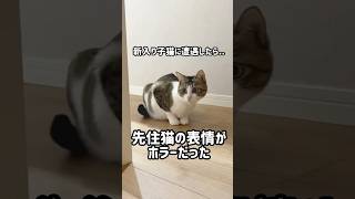 【保護猫】新入り子猫に遭遇したら...【先住猫】　#shorts #猫 #ねこ #neko #猫動画  #先住猫と新入り子猫