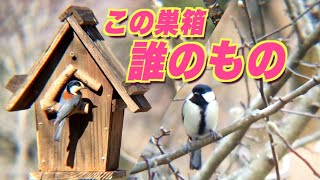 庭の巣箱は誰のもの？ヤマガラ・シジュウカラ・なぜかジョウビタキまでも