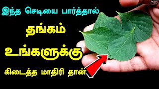 இந்த செடியை பார்த்தால் உங்களுக்கு தங்கம் கிடைத்தமாதிரி தான்KuppaiMeniPlantusesinTamil|acalyphaindica