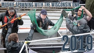 Muskie Spawning with the Wisconsin Department of Natural Resources